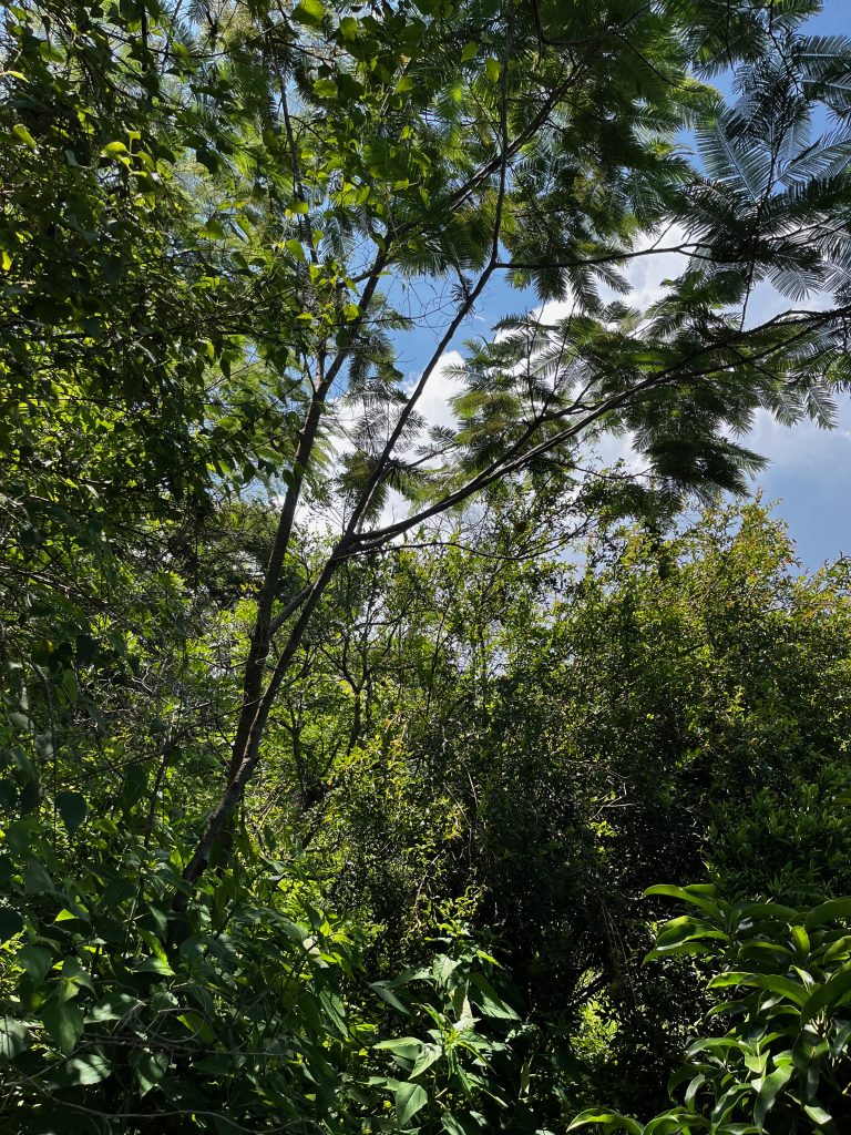 Terreno en venta Jalmolonga Malinalco-04