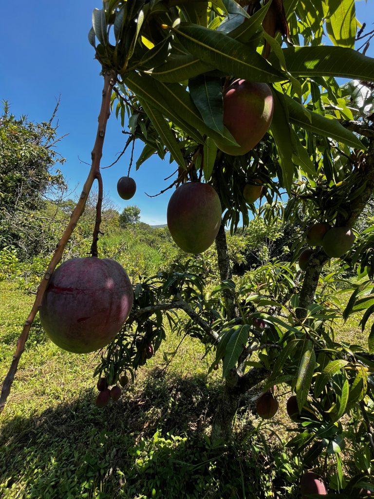 Terreno en venta Jalmolonga Malinalco-03