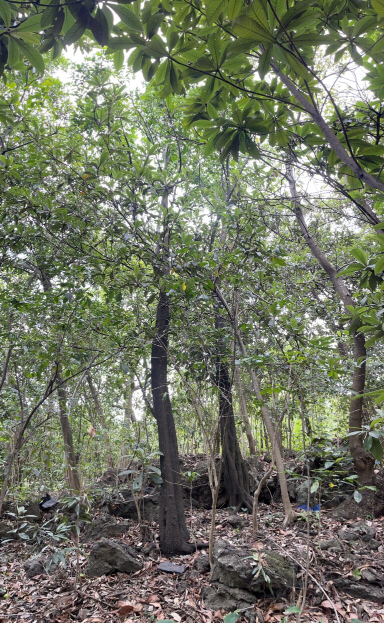 Terreno en venta Laguna Seca Malinalco-01