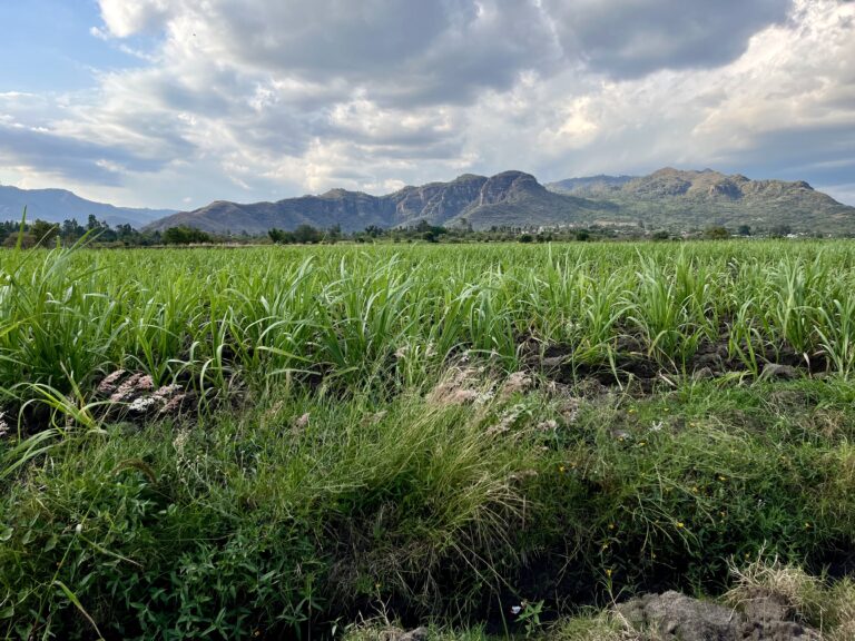 Terreno en venta Amate Amarillo Malinalco-02