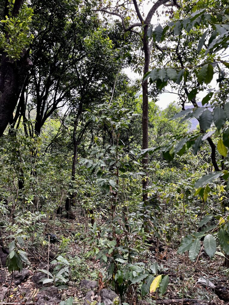 Terreno en venta Laguna Seca Malinalco-03