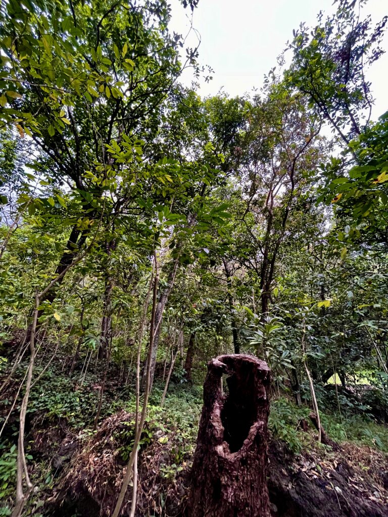 Terreno en venta Laguna Seca Malinalco-05