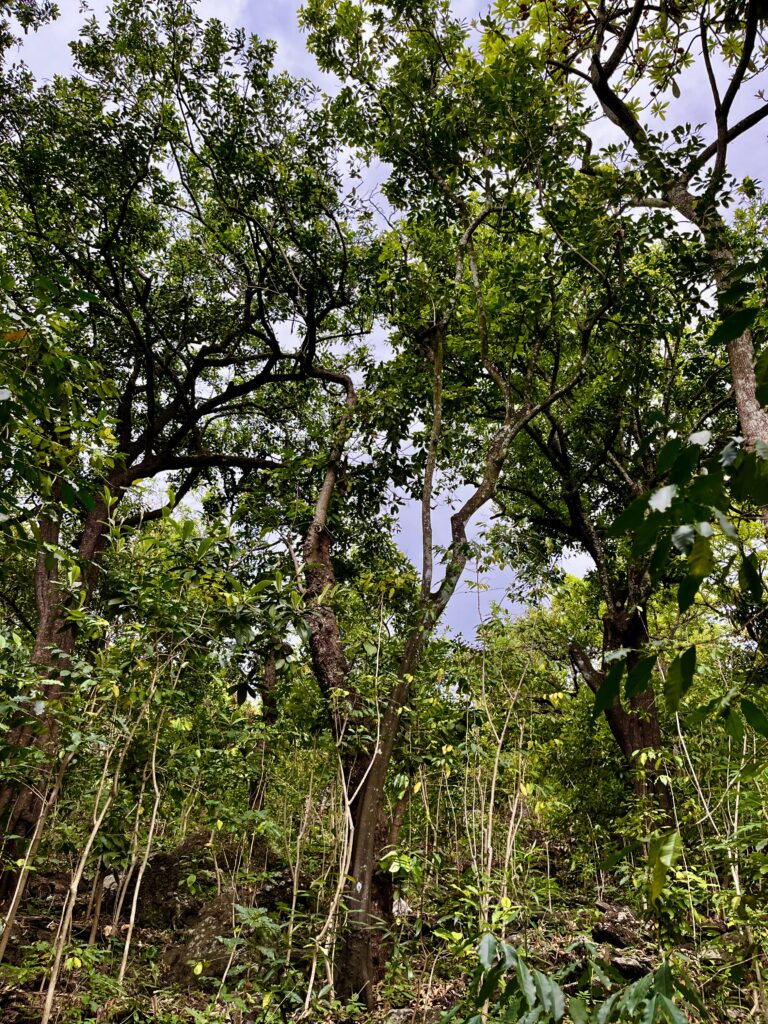 Terreno en venta Laguna Seca Malinalco-04