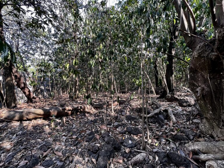 Terreno en venta en Acomulco Malinalco-01