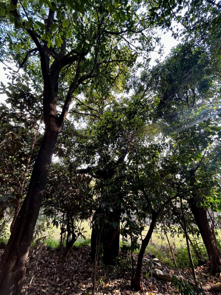 Terreno en venta en Acomulco Malinalco-06