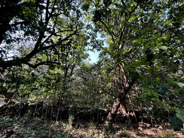 Terreno en venta en Acomulco Malinalco-04