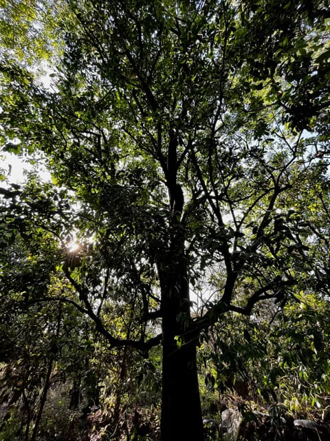 Terreno en venta en Acomulco Malinalco-05